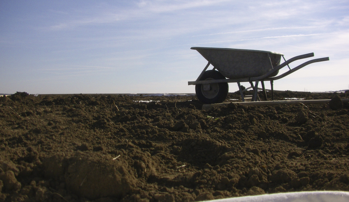Dachsparren und Gründach